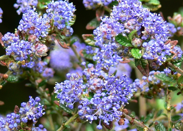 Bois des Moutiers (90) Mai 2012